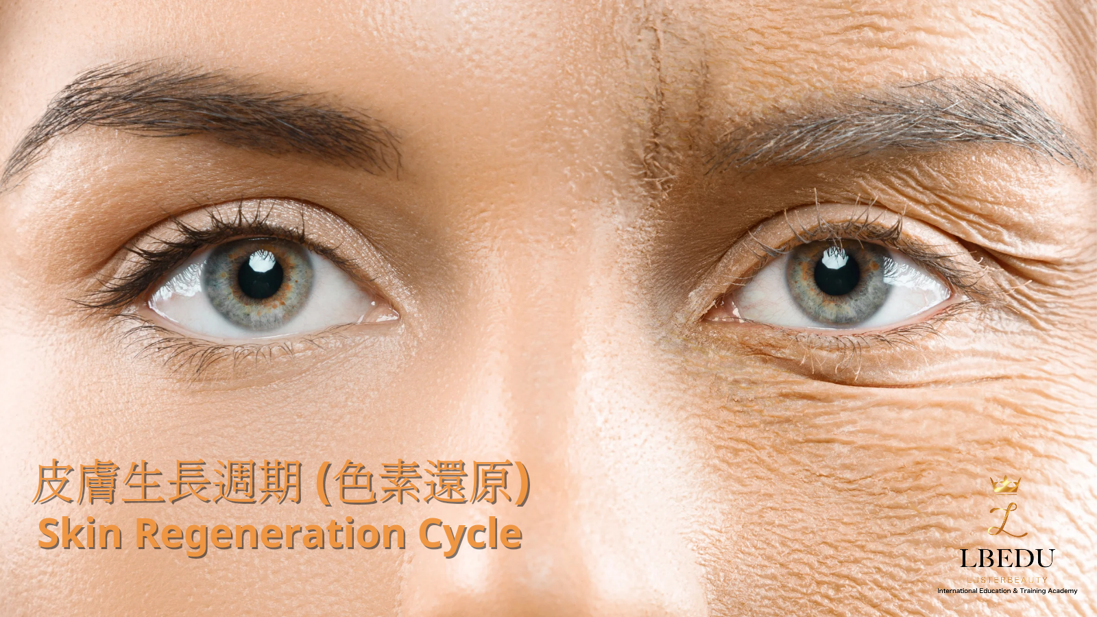Skin Regeneration Cycle