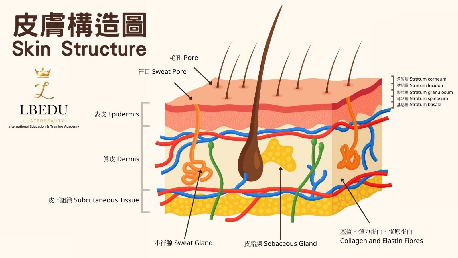 skin-stucture-layer